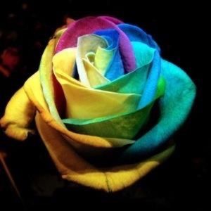 Meet your Posher, Diana